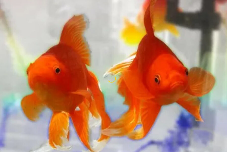 How Long Do Goldfish Live?