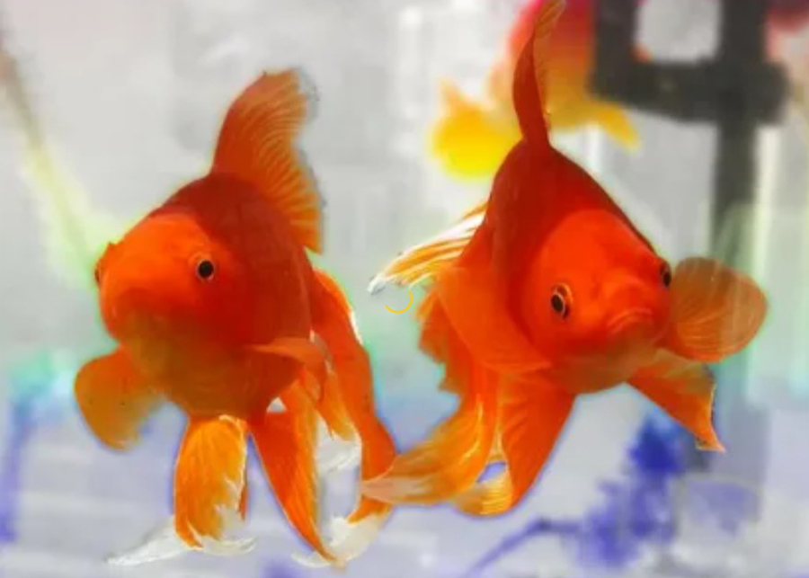 How Long Do Goldfish Live?