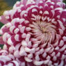 Chrysanthemum Flower Care and Meaning