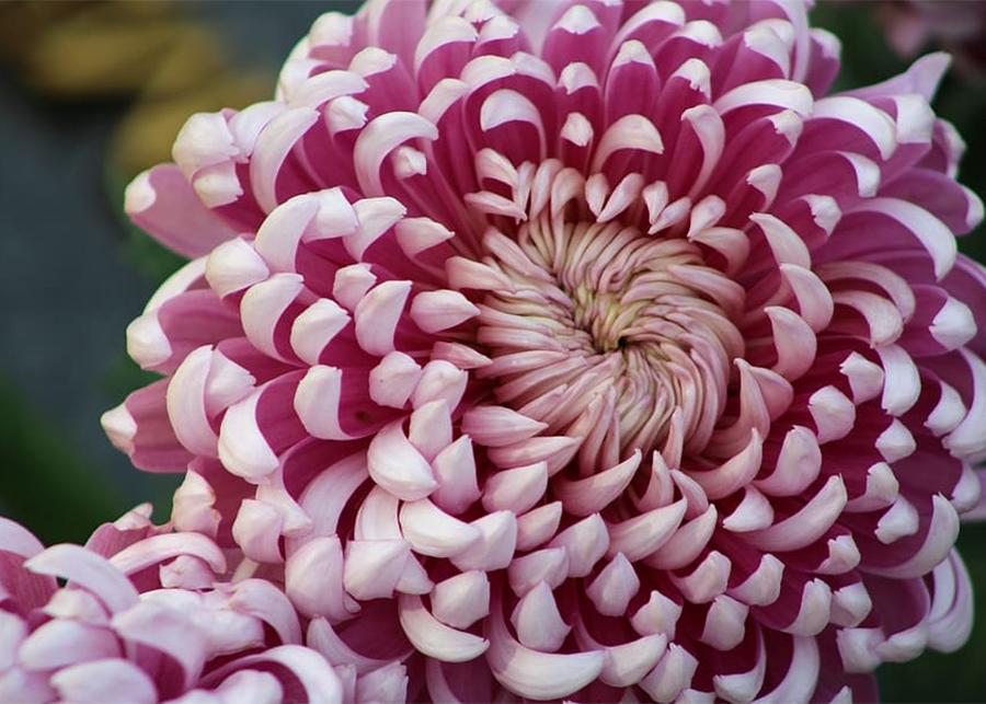 Chrysanthemum Flower Care and Meaning