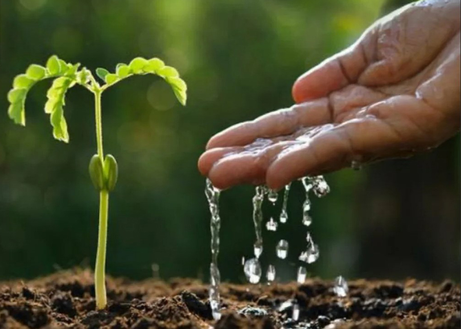 How Long Can Flowers Go Without Water