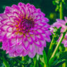 Dahlia Flower Care and Meaning
