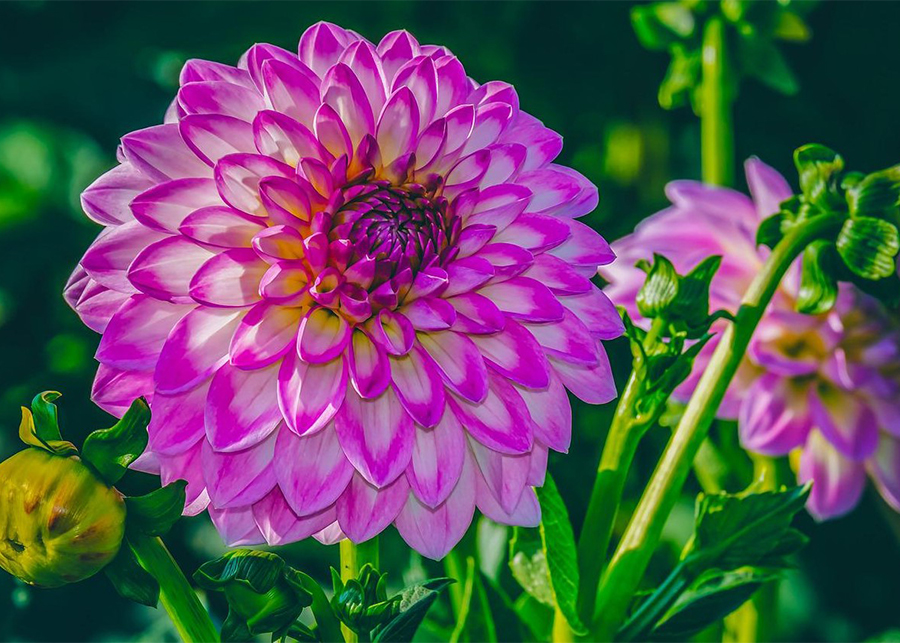 Dahlia Flower Care and Meaning