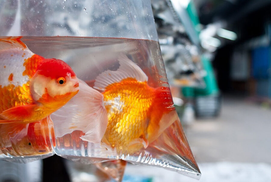Are Goldfish Healthy?