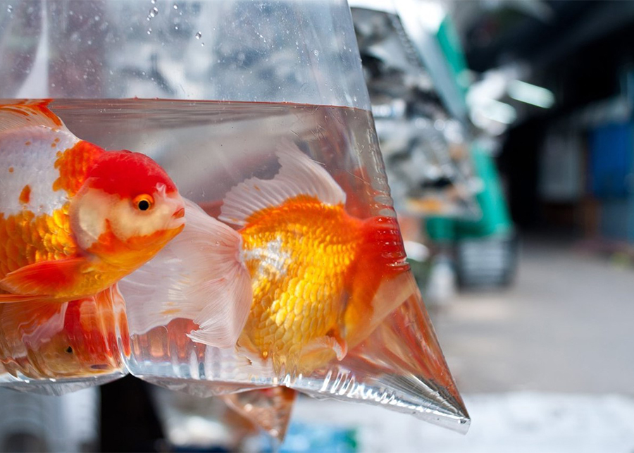 Are Goldfish Healthy?