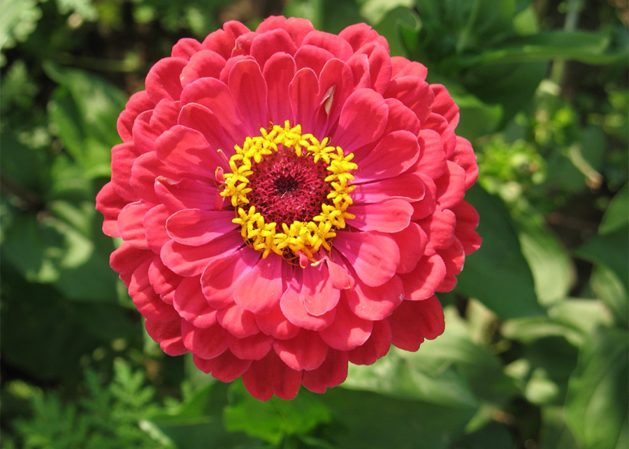 Zinnia Flower Care and Meaning