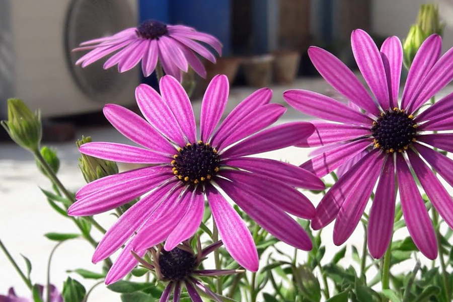 African Daisy