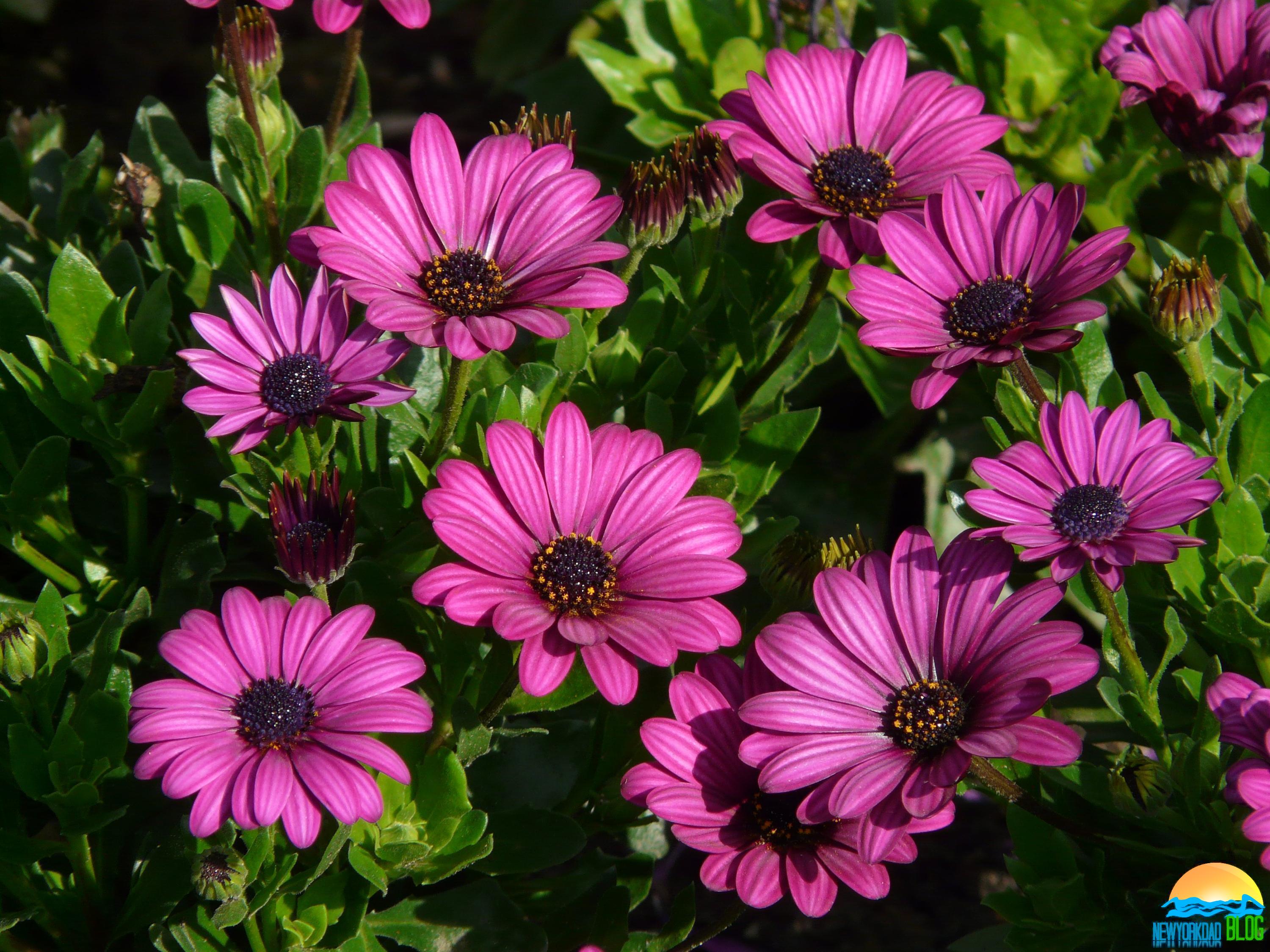 African Daisy Colors