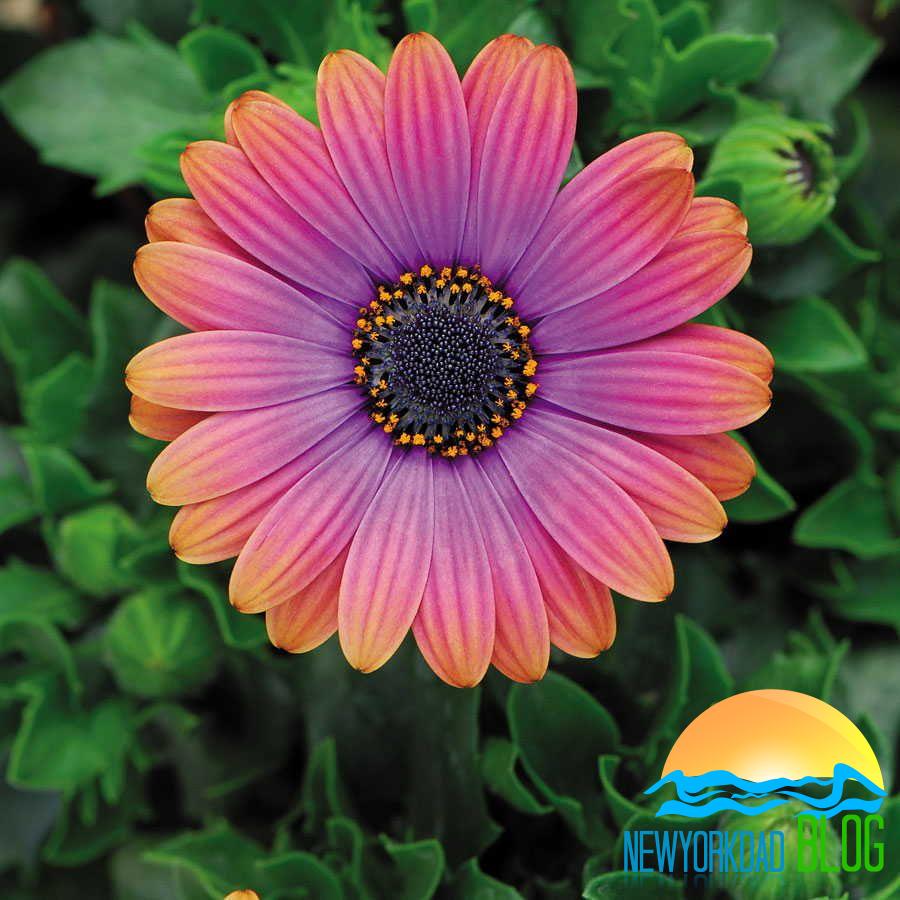 African Daisy Colors