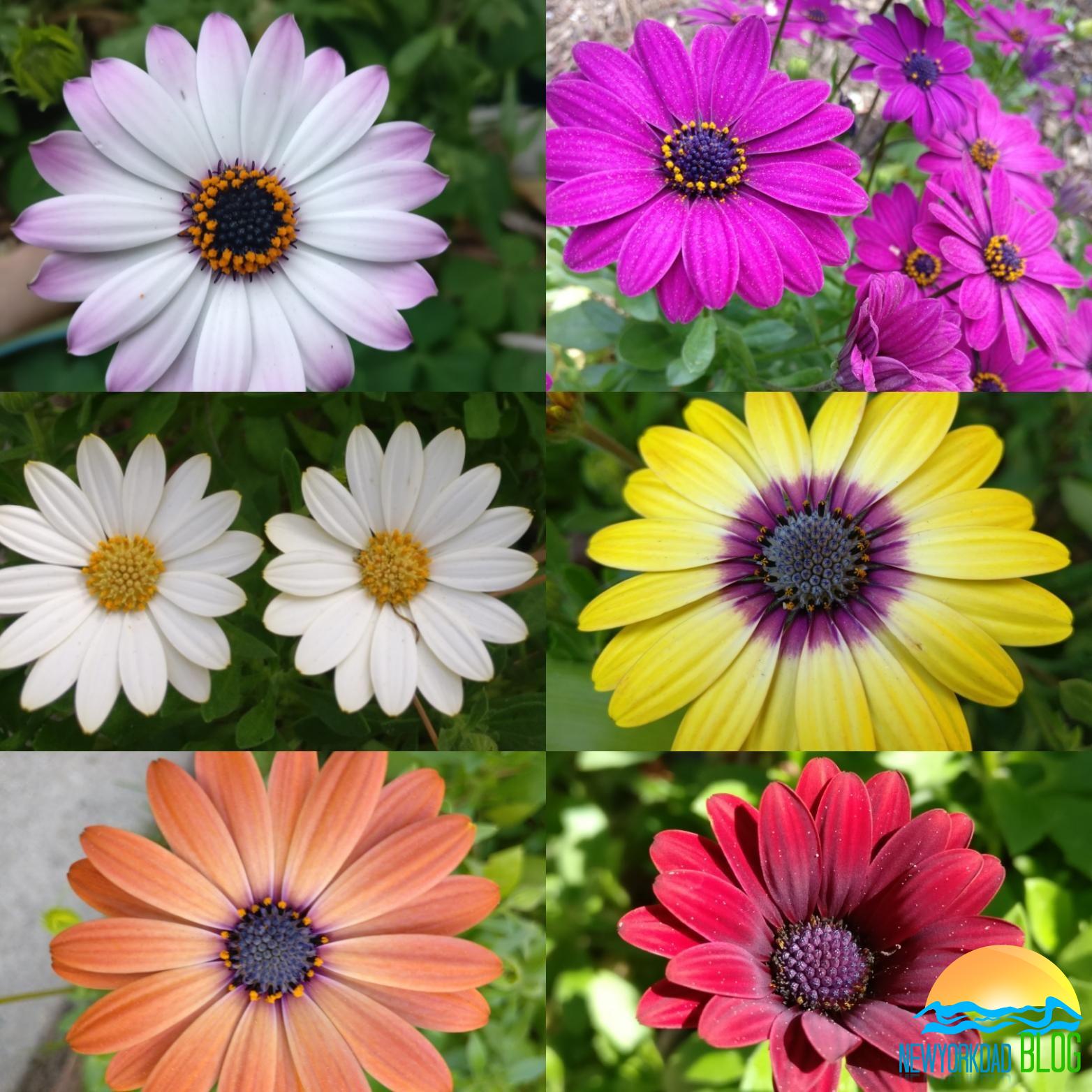 African Daisy Colors - Newyork