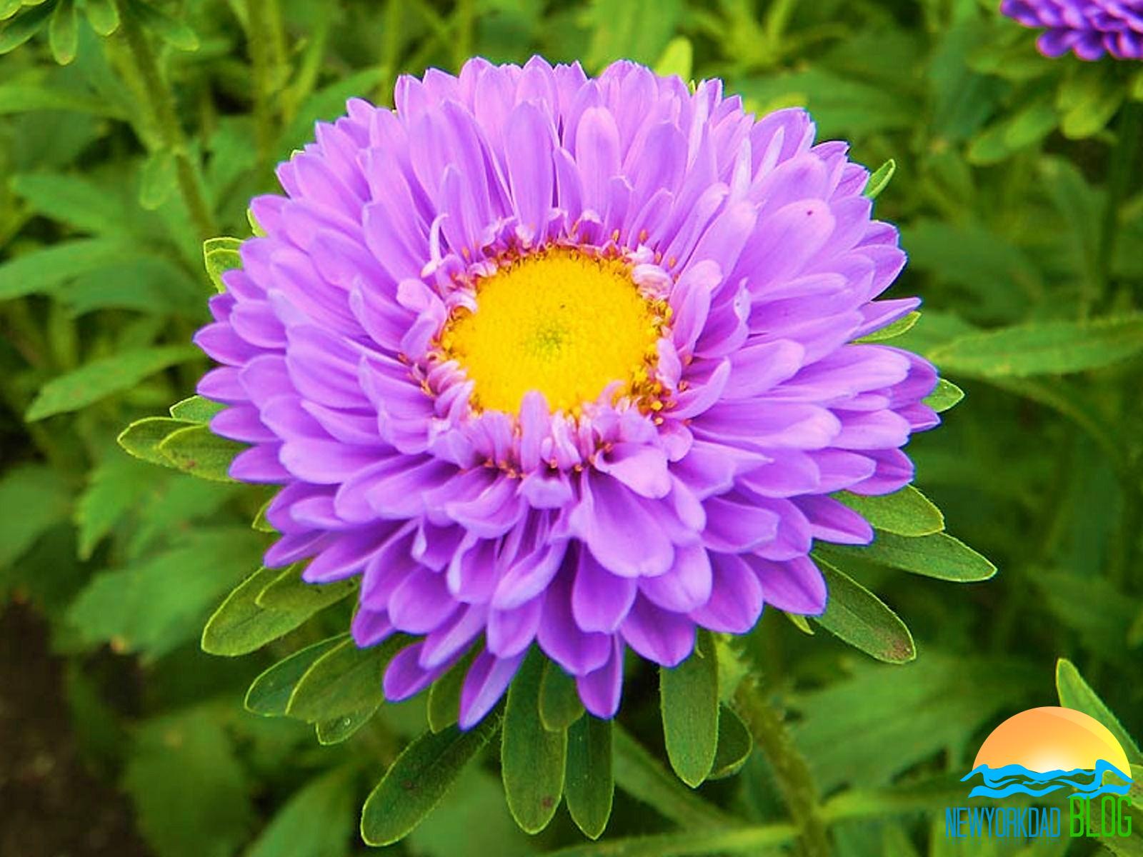 Aster Flowers