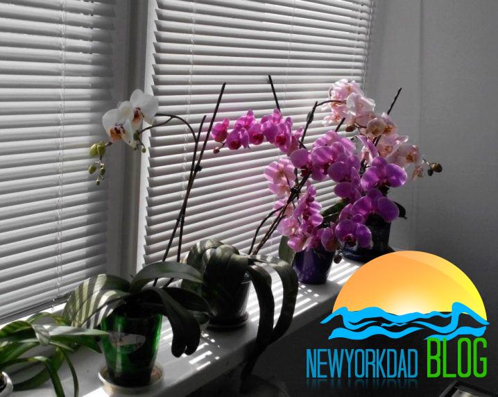 How Long Do Orchids Bloom?