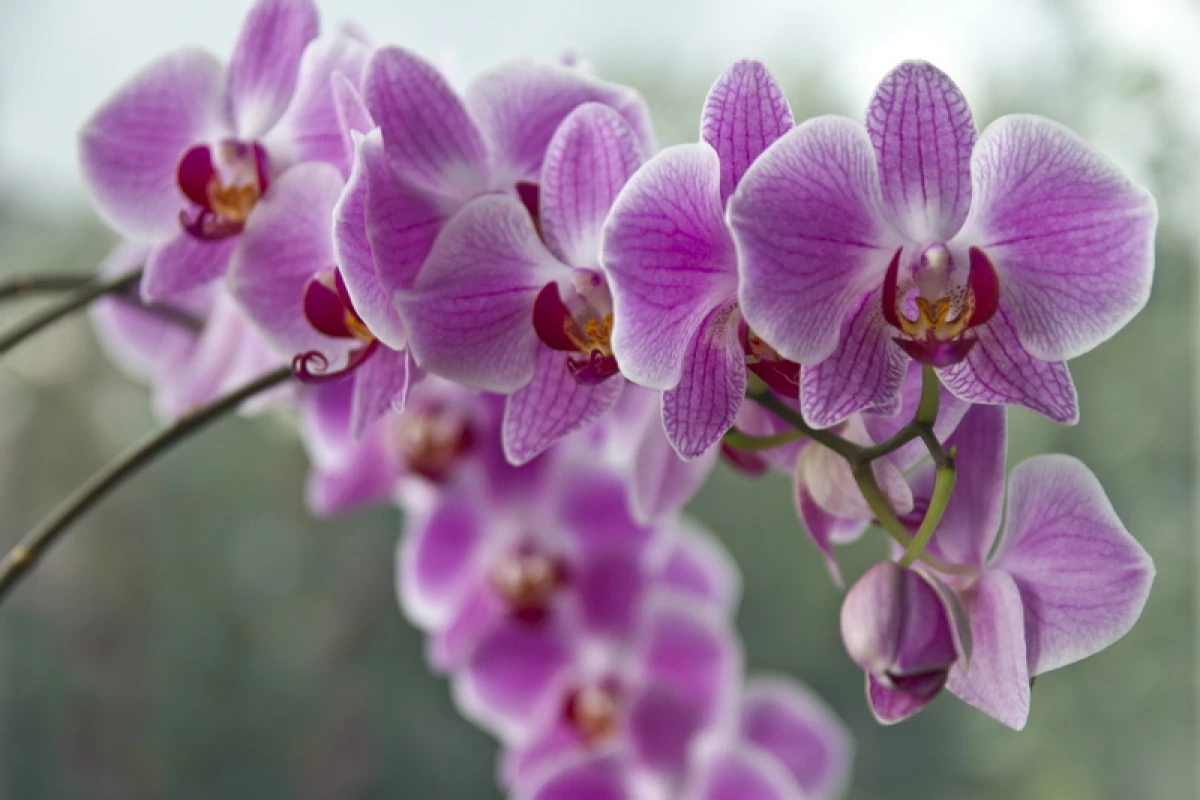 How Long Do Orchids Bloom?