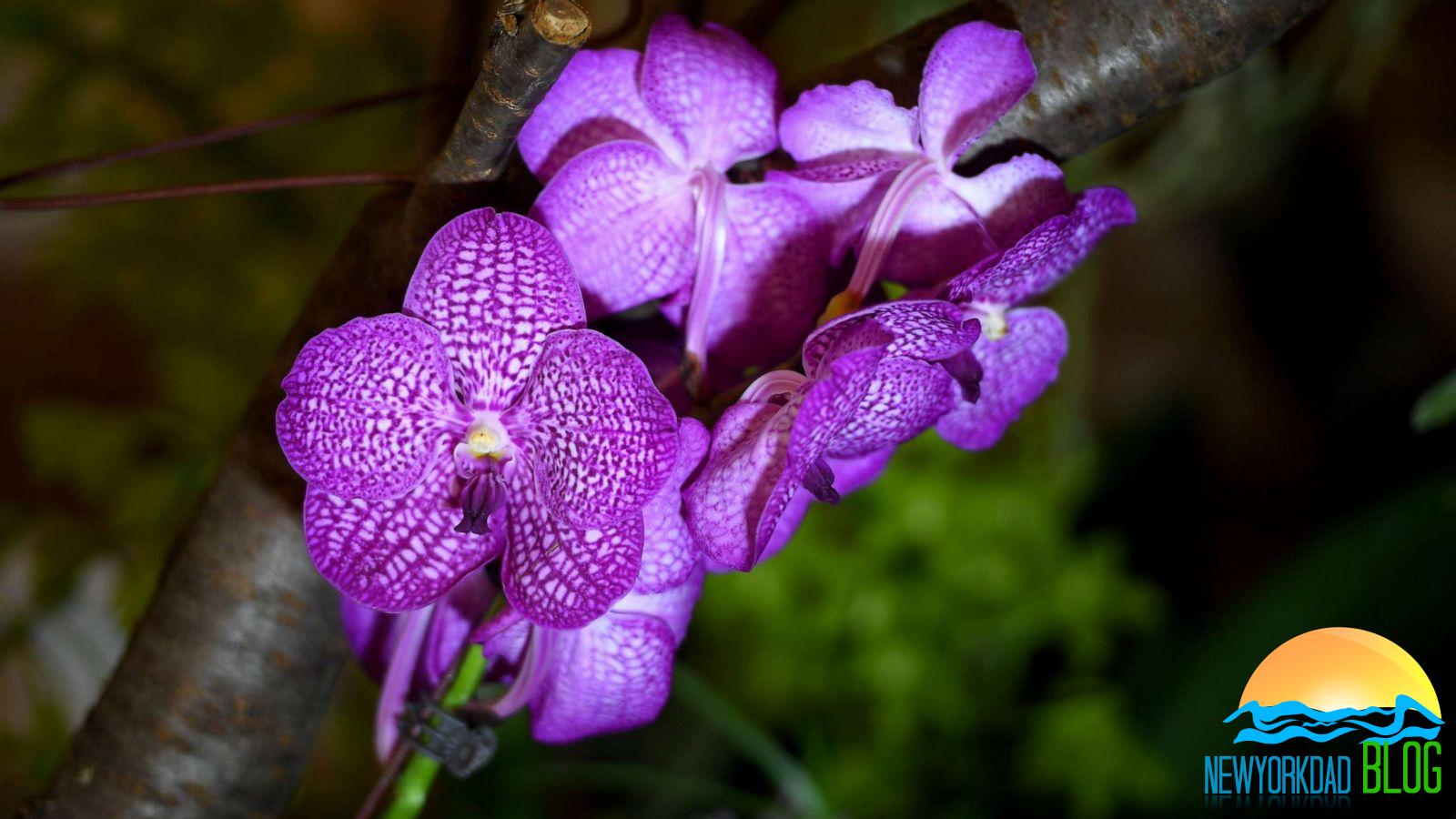 How Long Do Orchids Bloom?