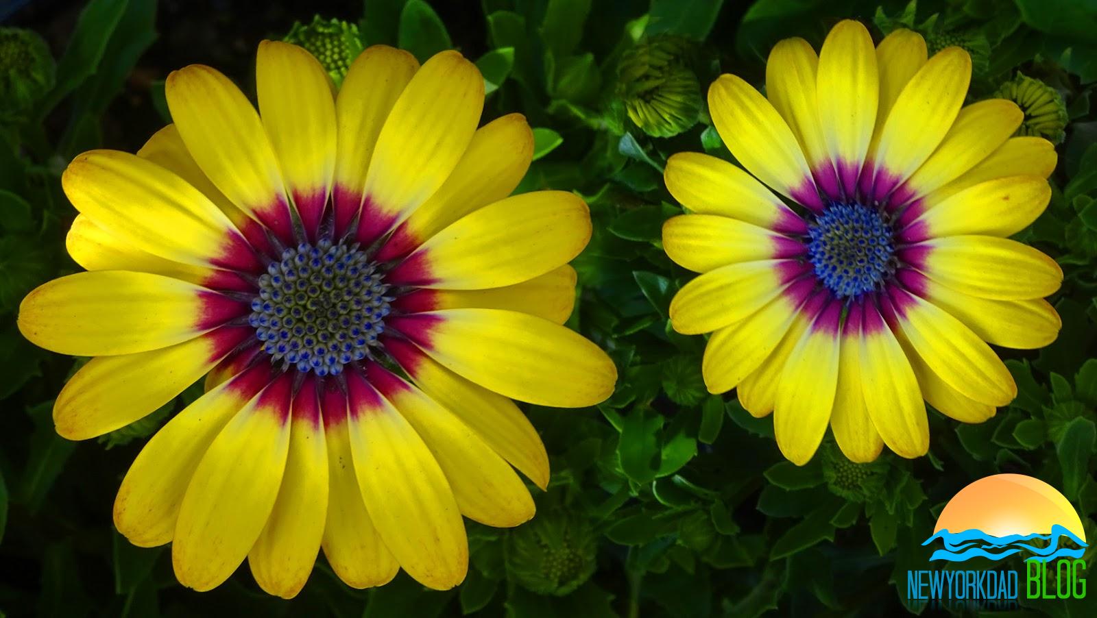How to Care For African Daisy Plants