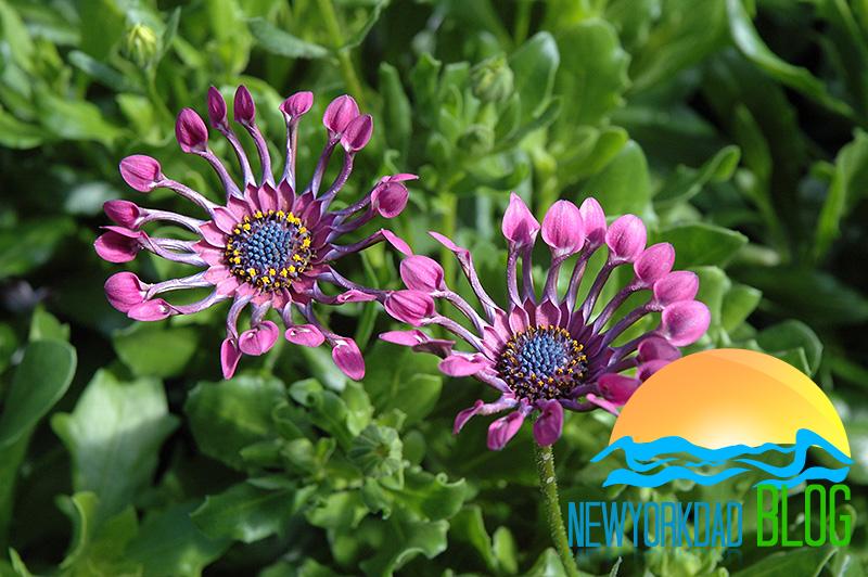 How to Care For African Daisy Plants