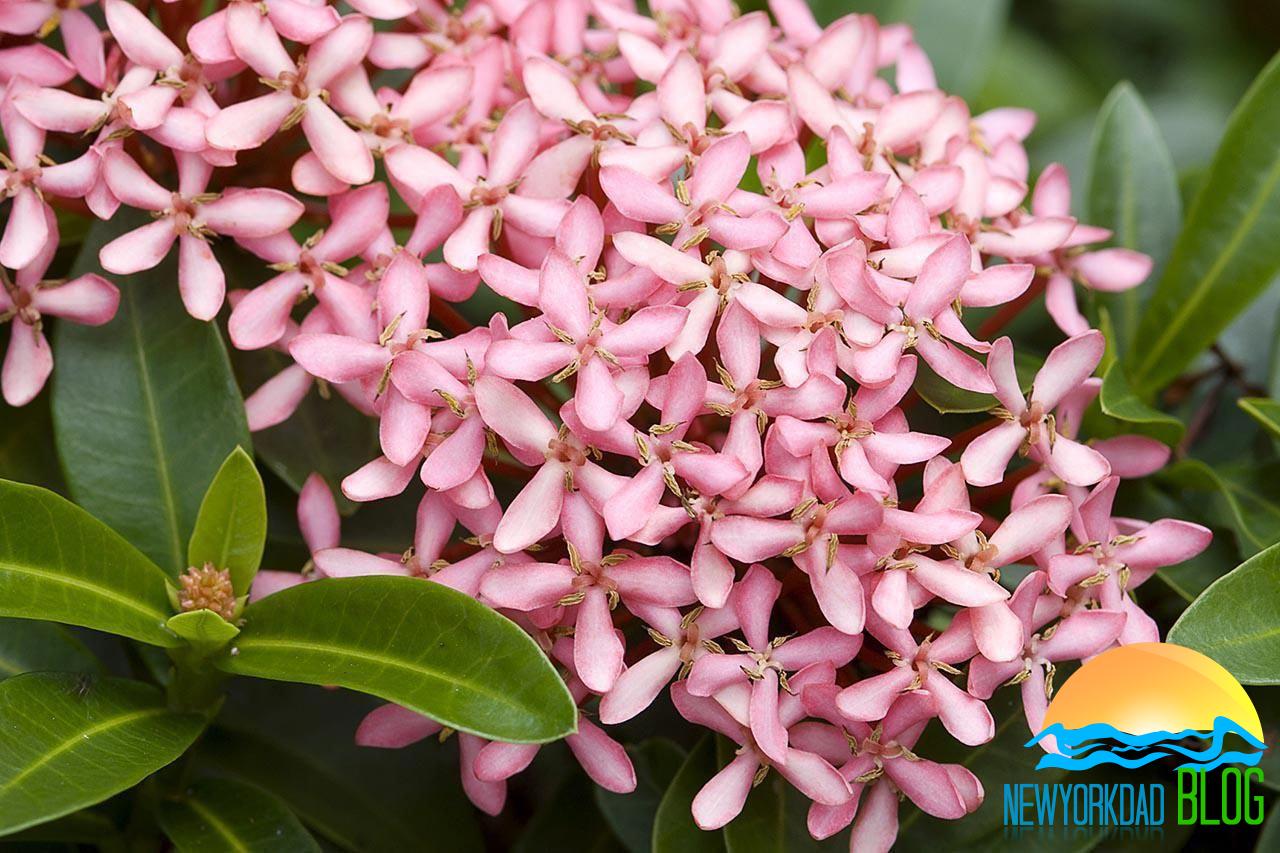 how-to-grow-ixora-newyork