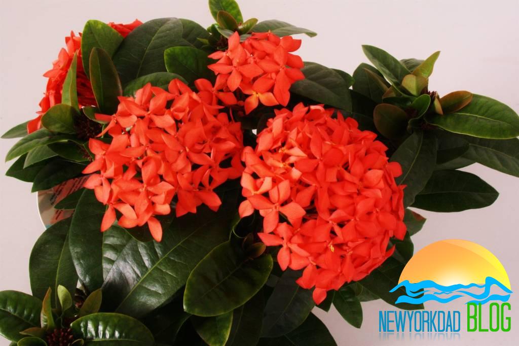 How to Grow Ixora