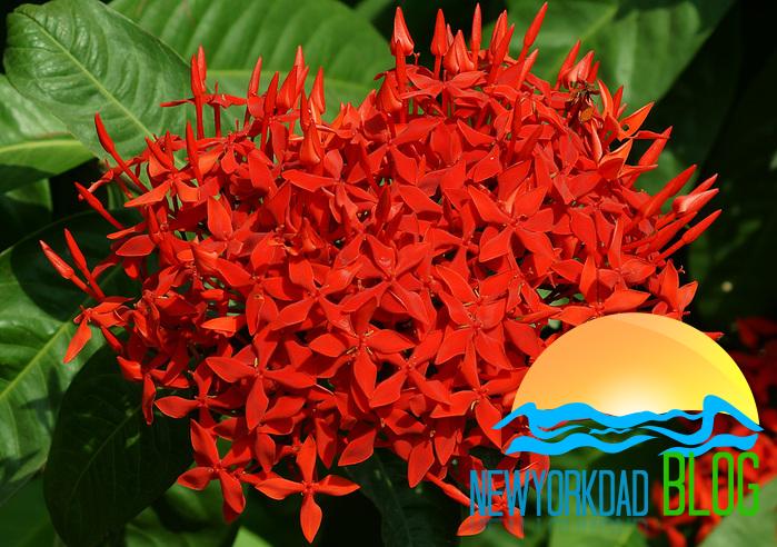 How to Grow Ixora