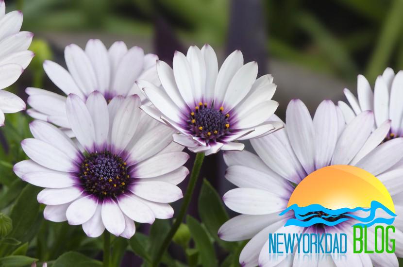 Propagating African Daisies