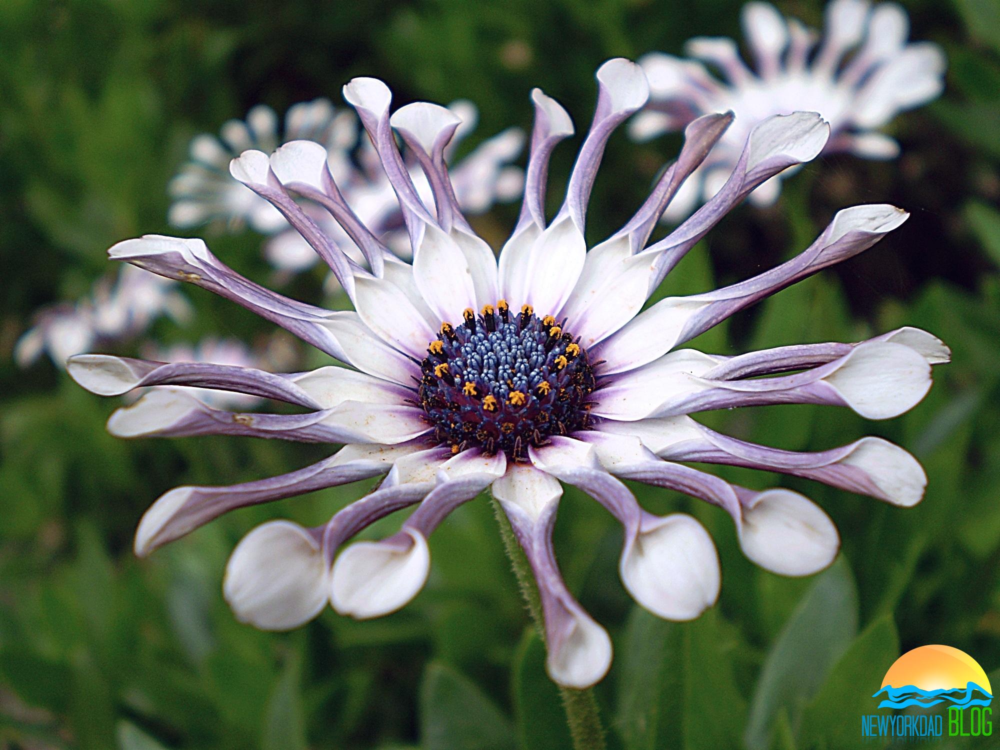 Propagating African Daisies