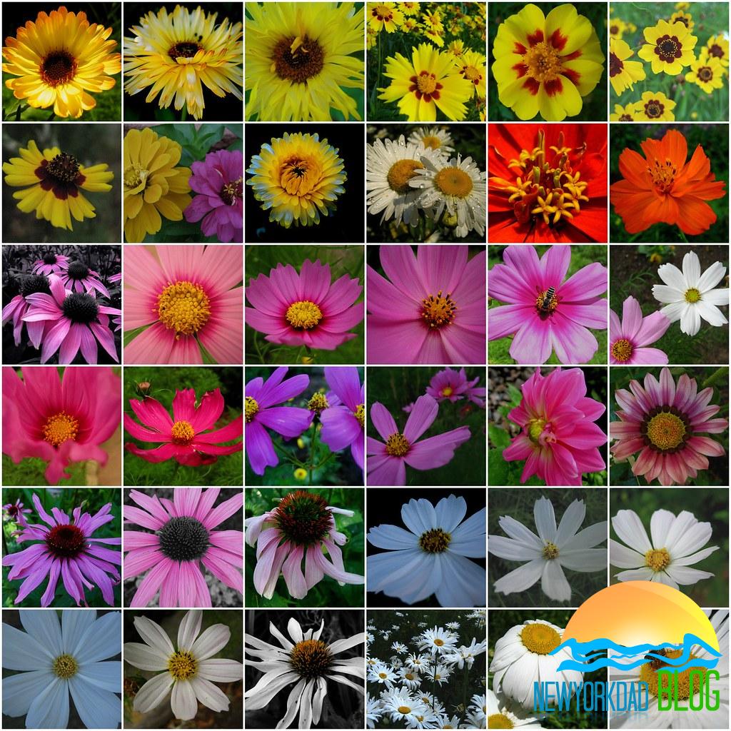 Types of African Daisy