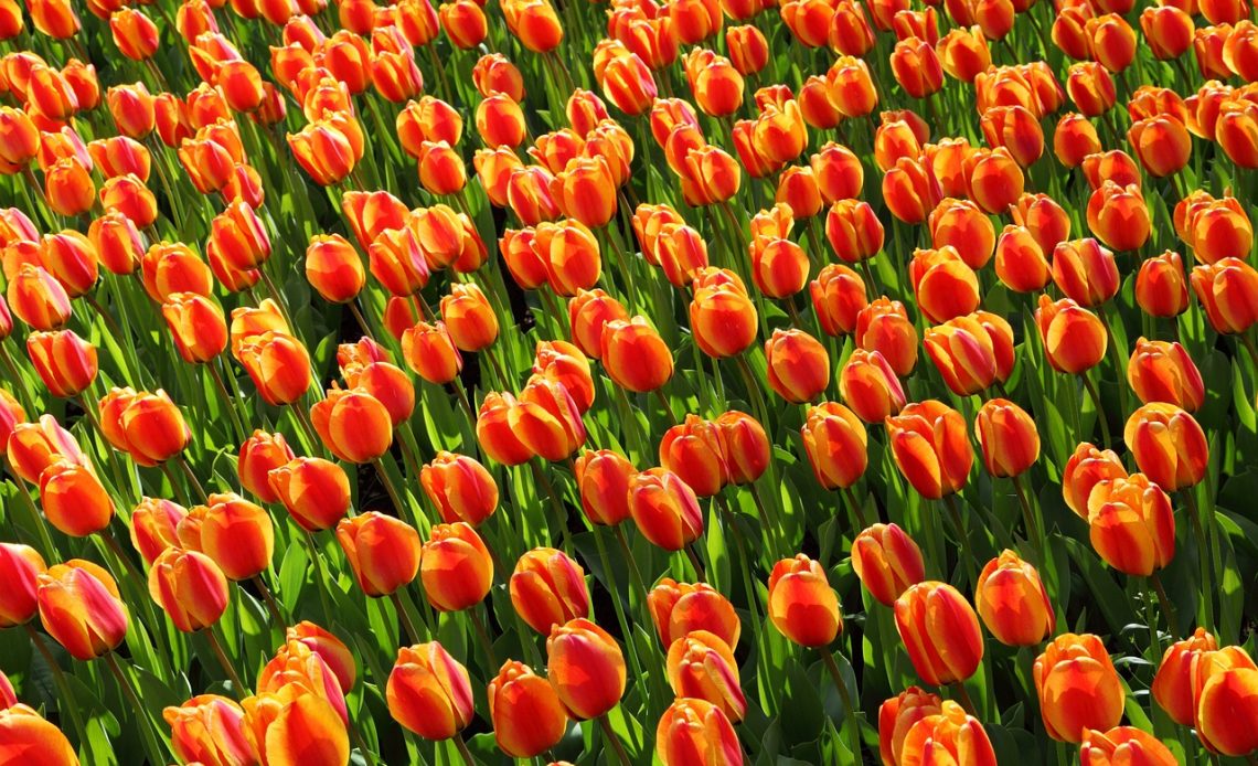 What are 3 facts about tulips